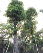 广西贺州平桂办理区乔木种植无限公司-公司简介